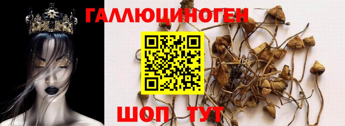 Шуя  Псилоцибиновые грибы Psilocybine cubensis  Вход с VPN  Галлюциногенные грибы мухоморы 